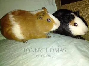Pretty Hamsters