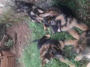 1-3 months Male Purebred German Shepherd