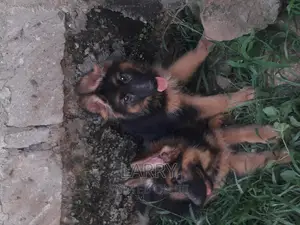 1-3 months Female Purebred German Shepherd