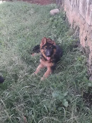 3-6 months Male Purebred German Shepherd