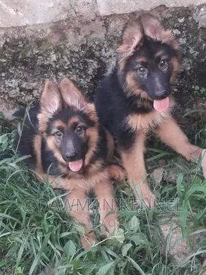 3-6 months Male Purebred German Shepherd