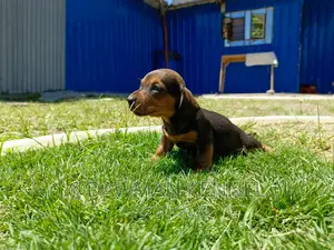 1-3 months Male Purebred Dachshund