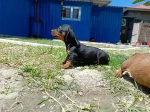 1-3 months Male Purebred Dachshund
