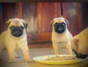 1-3 months Male Purebred Pug