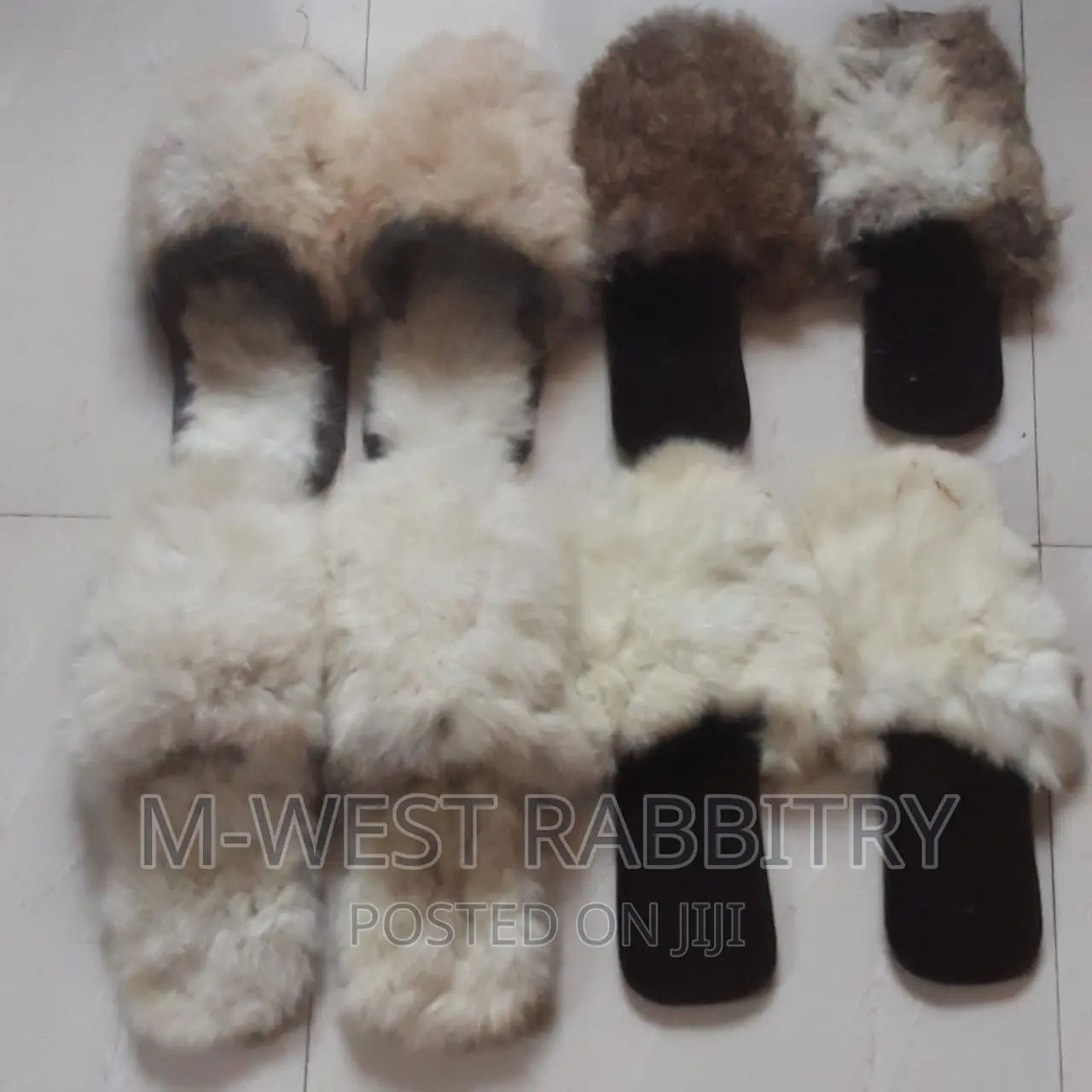 M-West Rabbitry