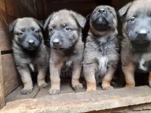 0-1 month Male Purebred Belgian Malinois