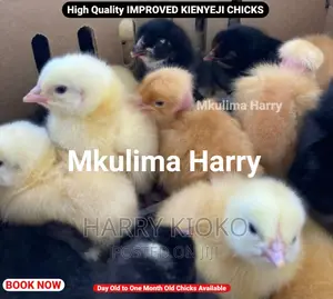 High Quality Improved Kienyeji Chicks