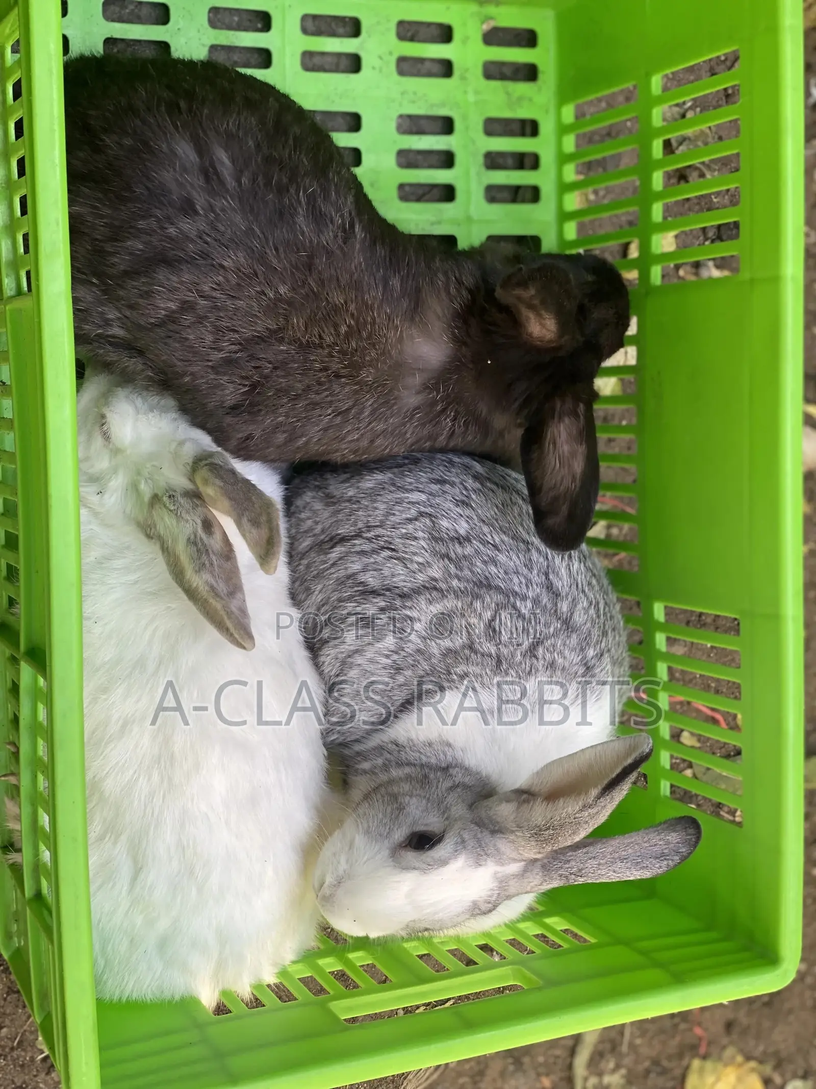 Rabbit Breeders