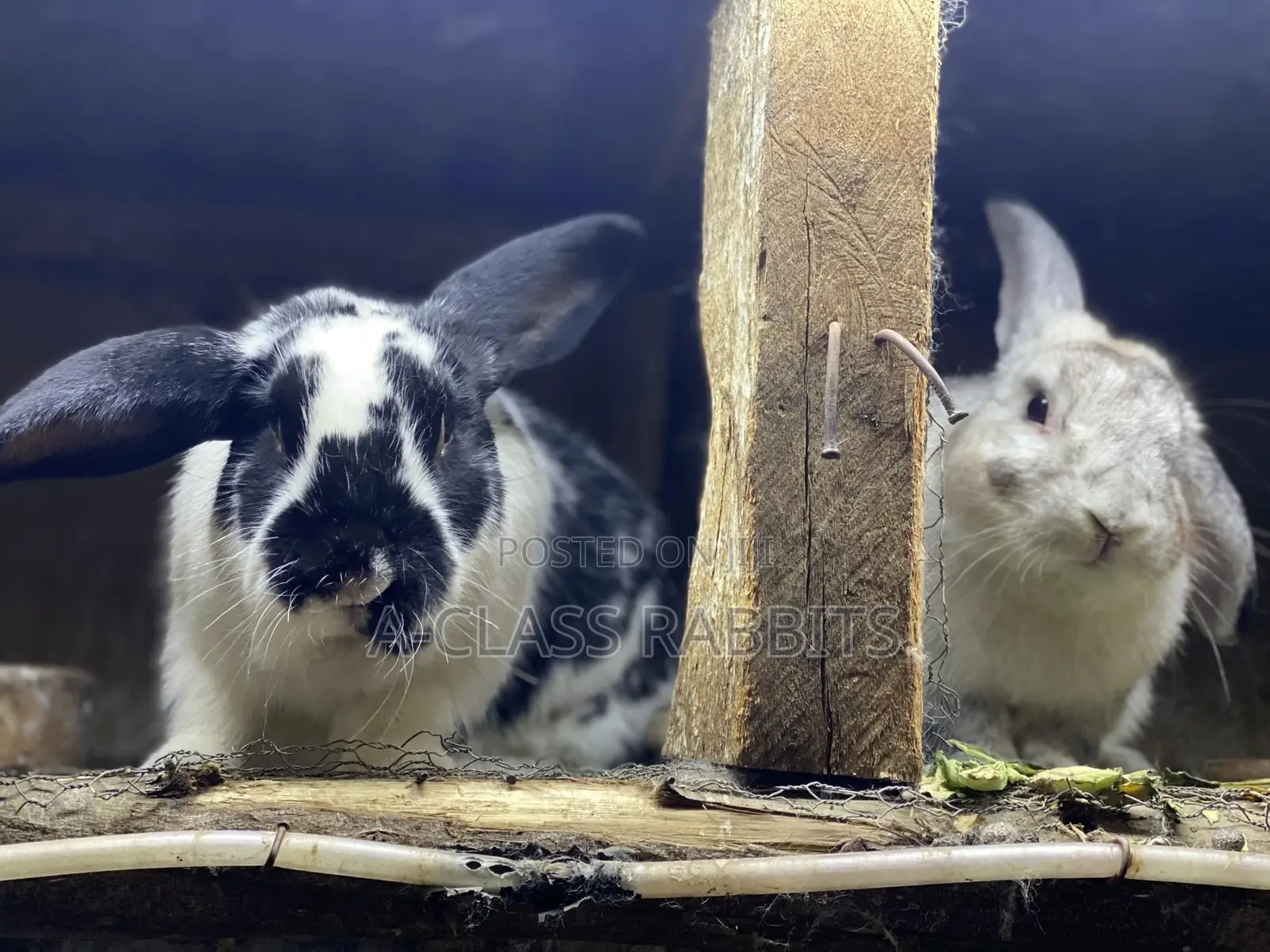 Rabbit Breeders