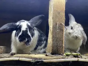 Rabbit Breeders