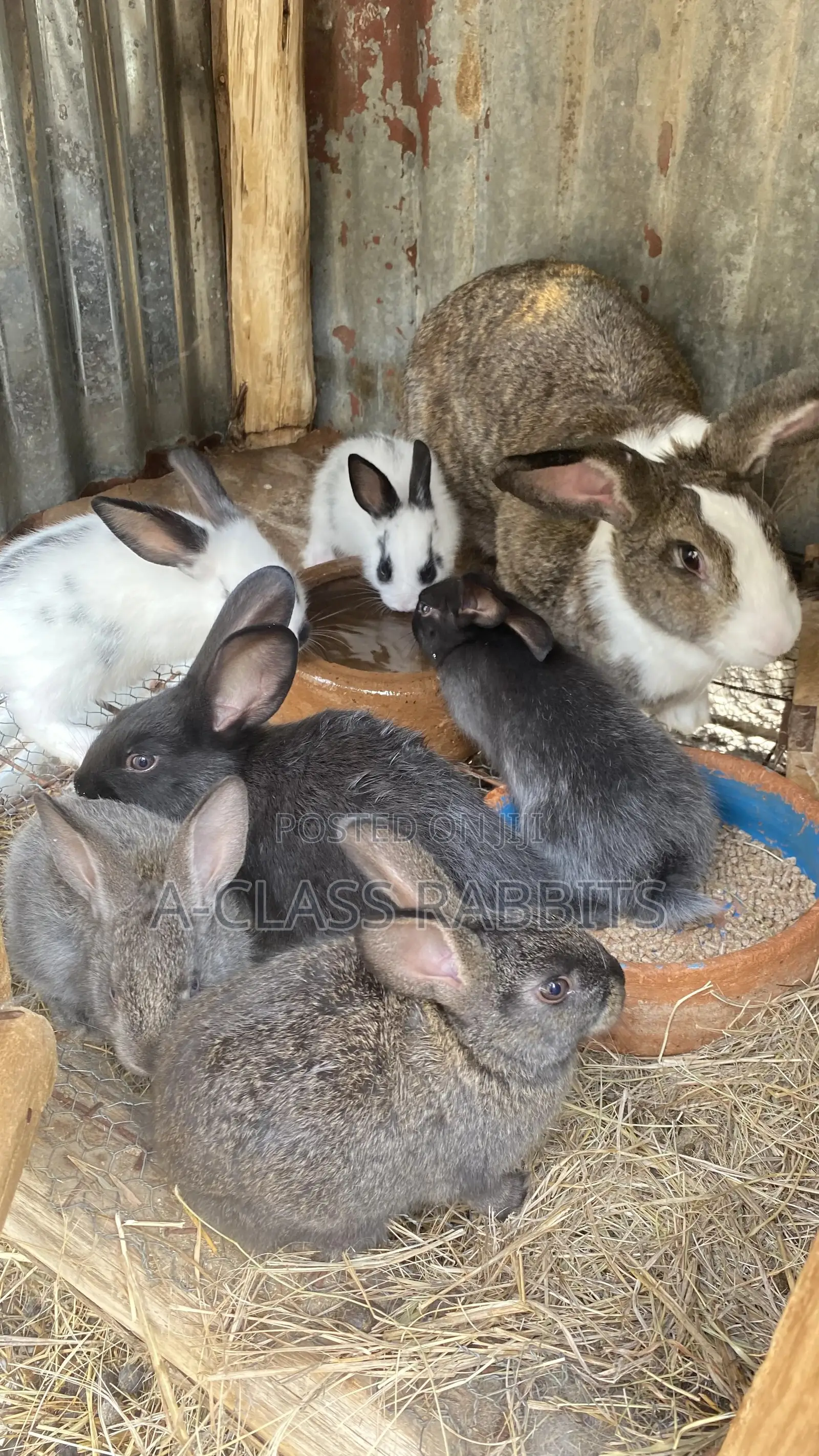 Rabbit Breeders