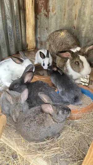 Rabbit Breeders