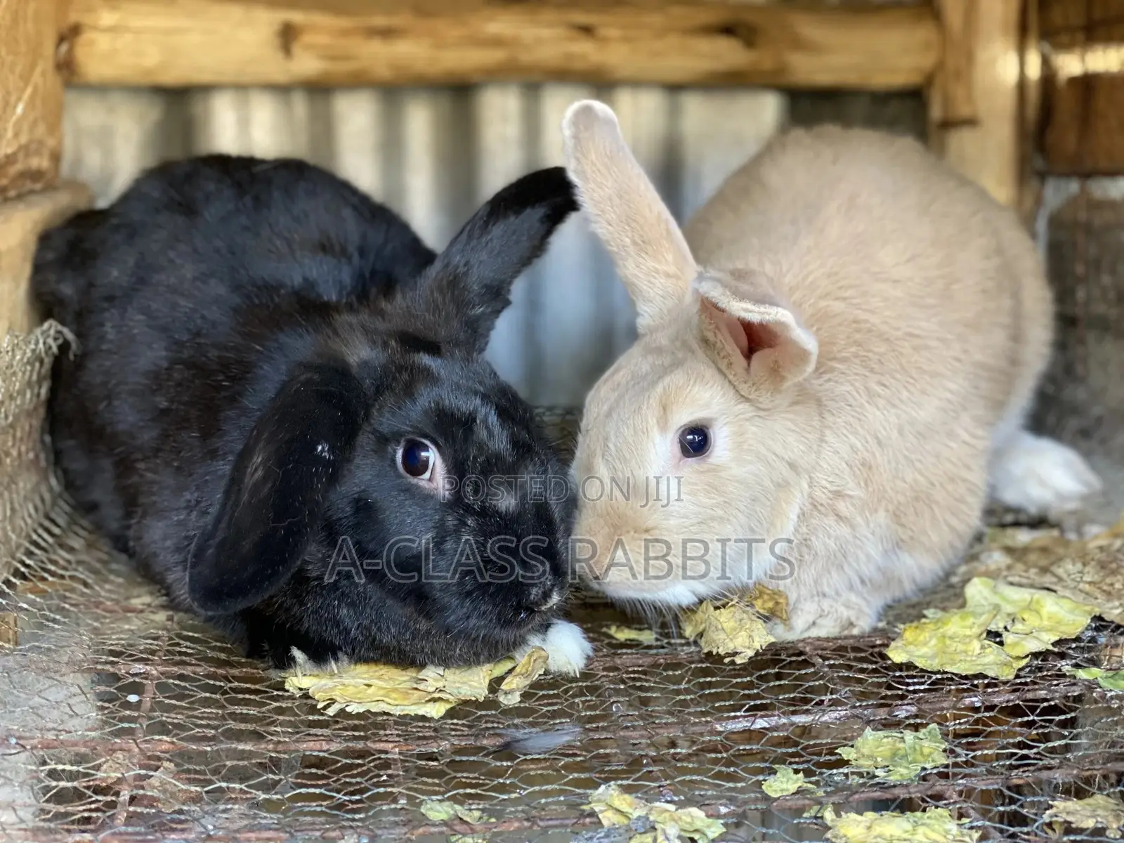 Rabbit Breeders