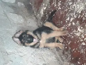 1-3 months Female Purebred German Shepherd