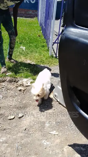 6-12 months Female Purebred Maltese