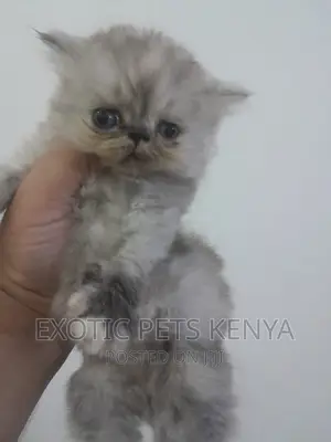 1-3 months Female Purebred Persian