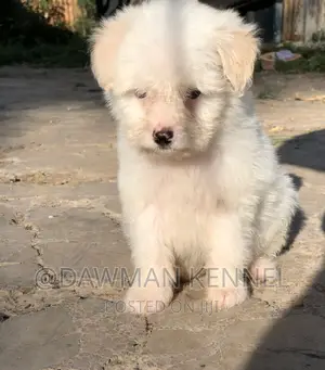 1-3 months Female Purebred Havanese