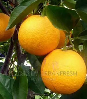 Washington Navel Orange Seedlings.Moq 5.