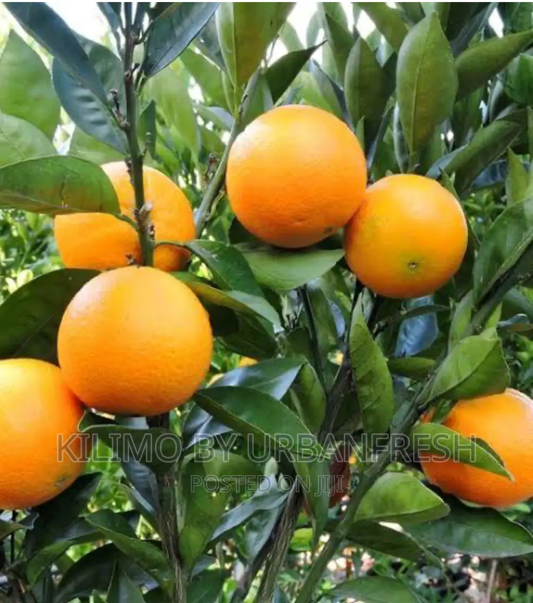 Washington Navel Orange Seedlings.Moq 5.