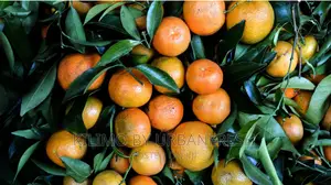 Clementine Orange Seedlings Moq 5
