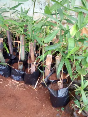 Giant Bamboo Moq 5