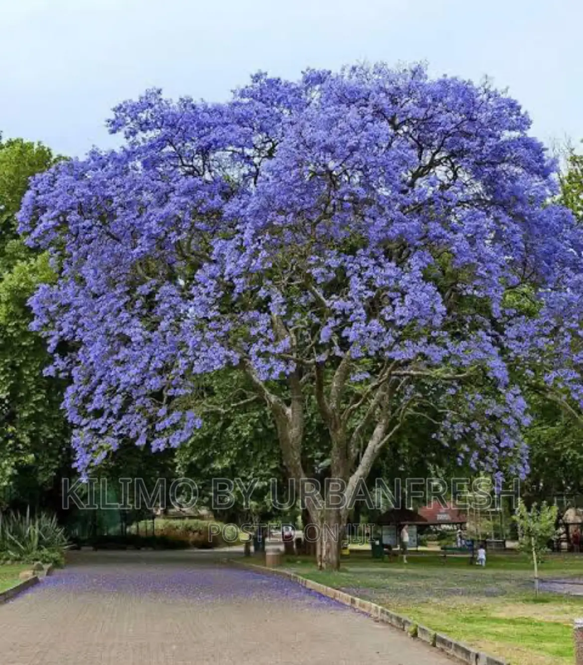 Blue Jacaranda Tree Seedling. Moq 5