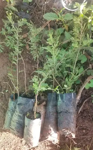 Blue Jacaranda Tree Seedling. Moq 5