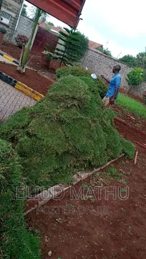 Kikuyu Grass Carpet