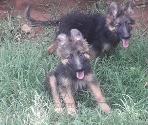 1-3 months Male Purebred German Shepherd