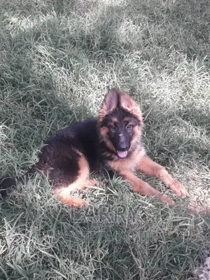 1-3 months Female Purebred German Shepherd
