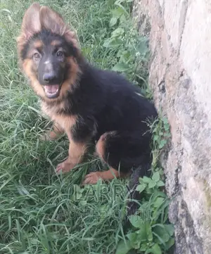 1-3 months Female Purebred German Shepherd