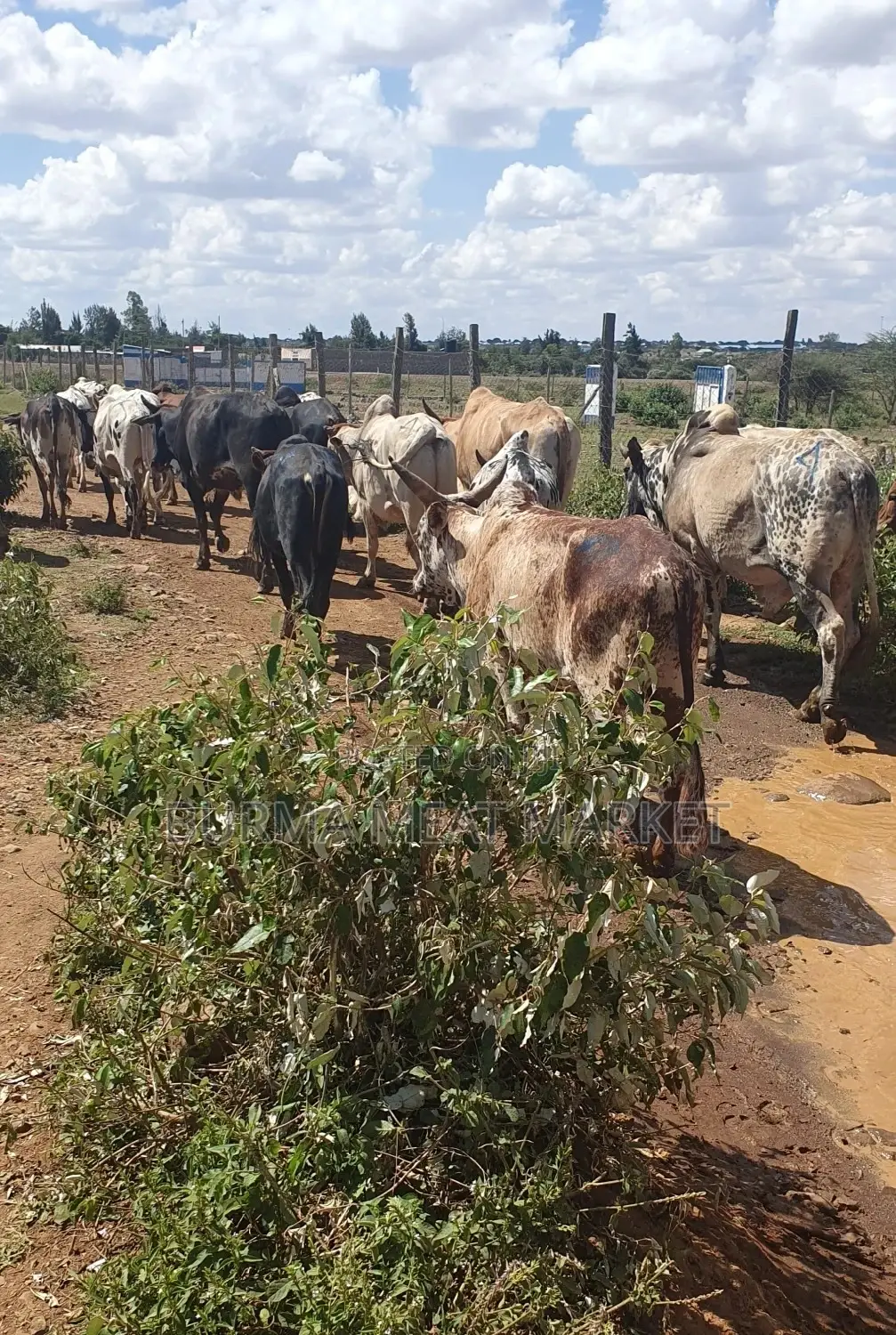 Wholesale Quality Beef