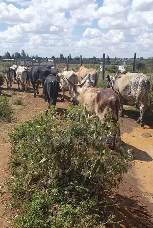 Wholesale Quality Beef