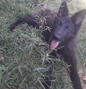 1-3 months Female Purebred German Shepherd
