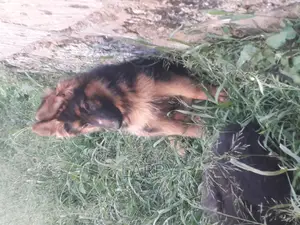 1-3 months Female Purebred German Shepherd