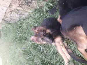 1-3 months Male Purebred German Shepherd