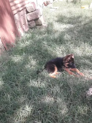 1-3 months Female Purebred German Shepherd