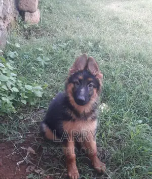 1-3 months Female Purebred German Shepherd