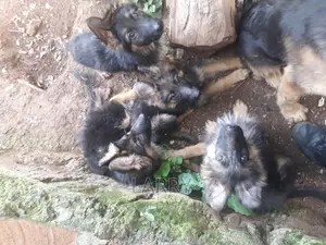 1-3 months Female Purebred German Shepherd