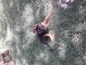 1-3 months Female Purebred German Shepherd