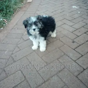 1-3 months Male Purebred Maltese