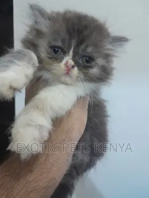 1-3 months Male Purebred Persian