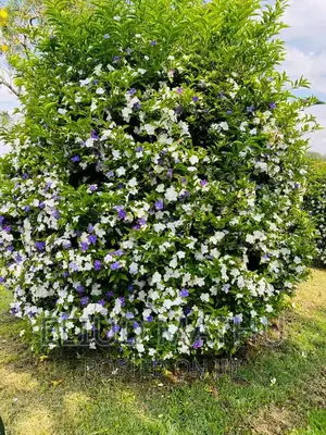 Brunfelsia Pauciflora Plant (Yesterday, Today and Tomorrow)