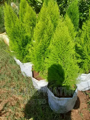 Ornamental Cyprus Plant