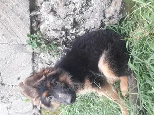 1-3 months Female Purebred German Shepherd