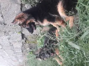 1-3 months Female Purebred German Shepherd