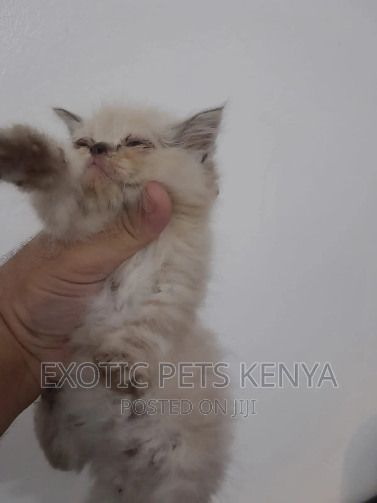 1-3 months Female Purebred Persian
