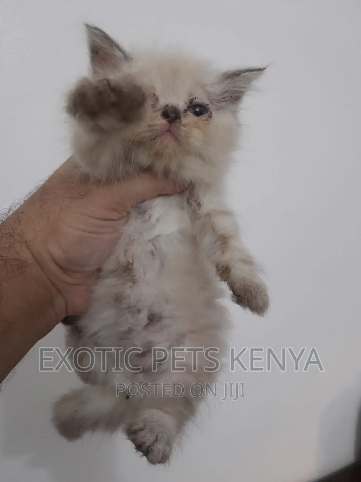 1-3 months Female Purebred Persian
