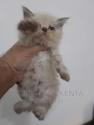 1-3 months Female Purebred Persian