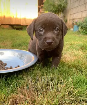 1-3 months Male Purebred Labrador Retriever